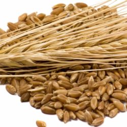 Barley Kernels