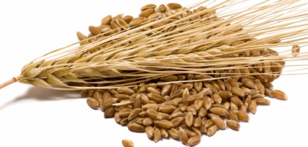 Barley Kernels