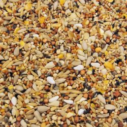 Bird Seed Wild