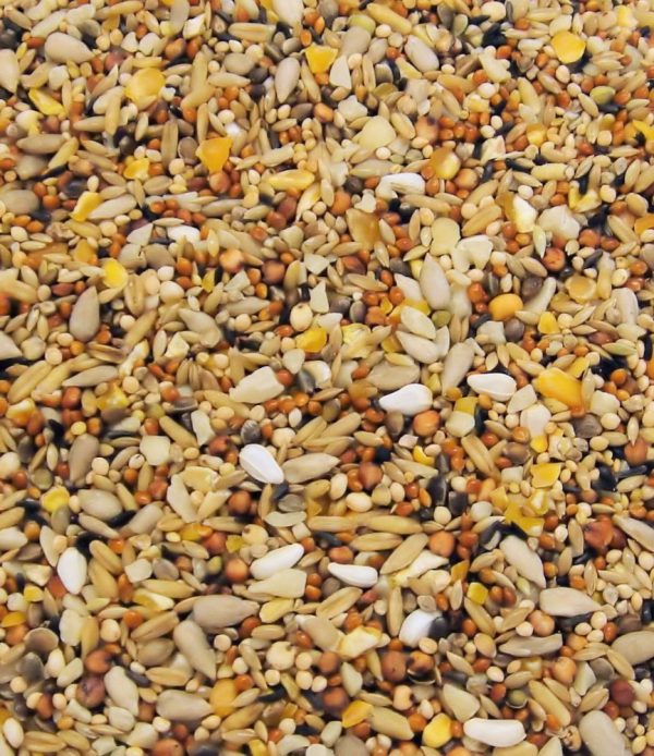 Bird Seed Wild