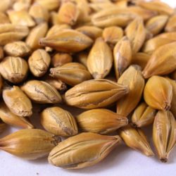 Carastan Malt (Caramel)