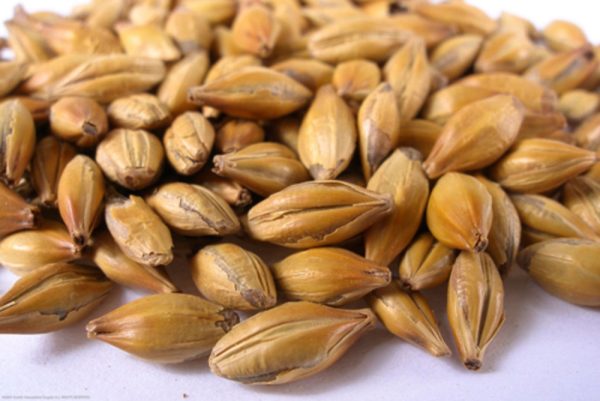 Carastan Malt (Caramel)