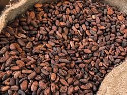Cocoa