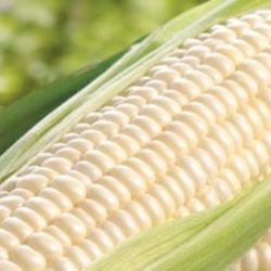 Corn Kernels - White