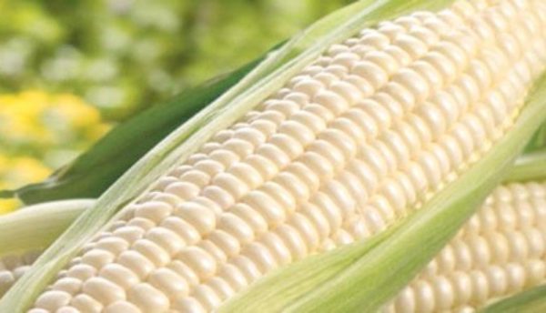 Corn Kernels - White