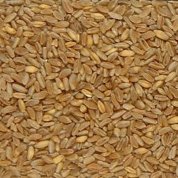 Durum Wheat Kernels