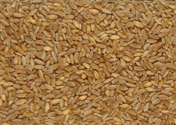 Durum Wheat Kernels