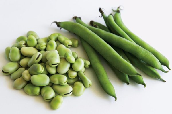 Fava Beans