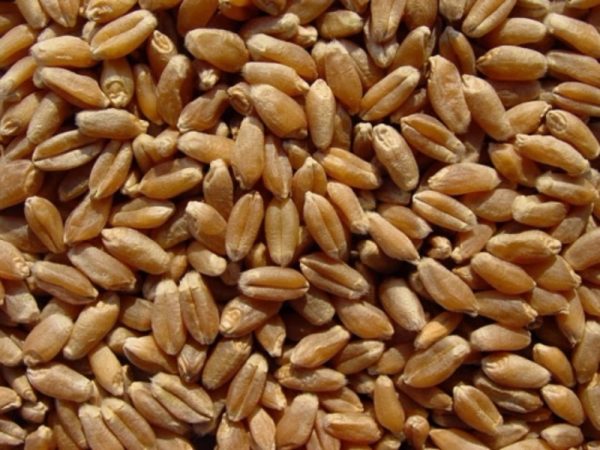 Hard Wheat Kernels