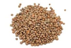 Lentils