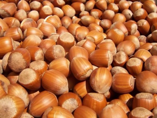 Organic Filberts Shelled Natural