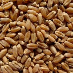 Organic Hard Wheat Kernels