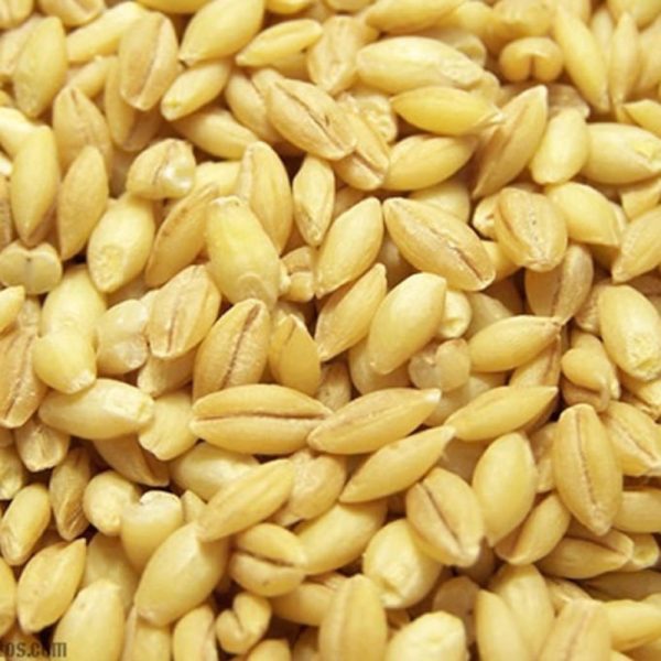 Organic Hulled Barley (Kernel)