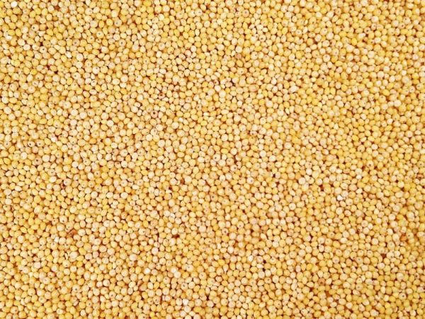 Organic Hulled Millet