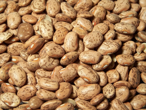 Organic Pinto Beans