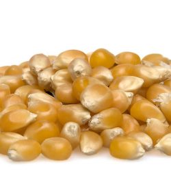 Organic Popping Corn