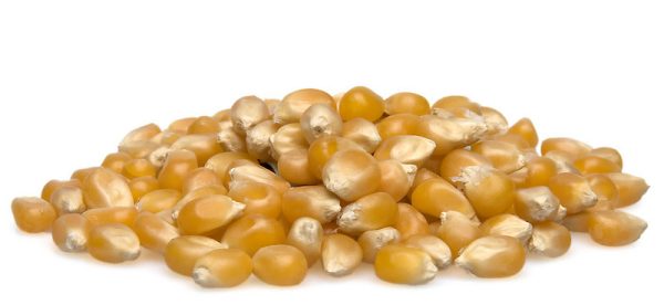 Organic Popping Corn