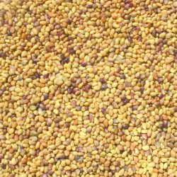 Organic Red Clover Seeds