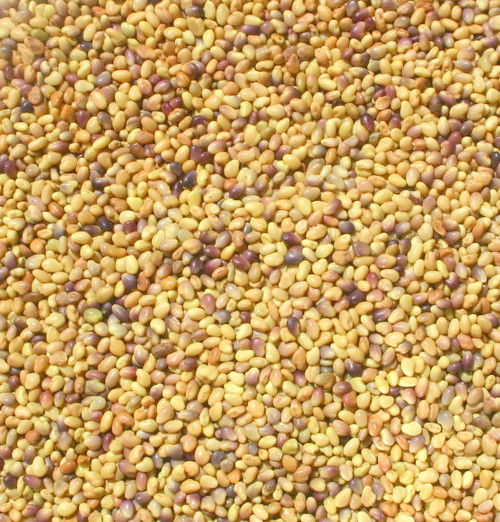 Organic Red Clover Seeds