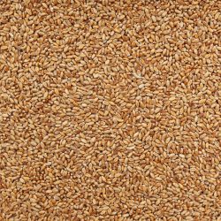 Organic Red Fife Kernel