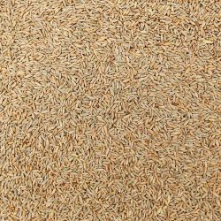 Organic Rye Kernels
