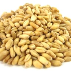 Organic Soft Wheat Kernels