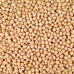 Organic Soya Beans