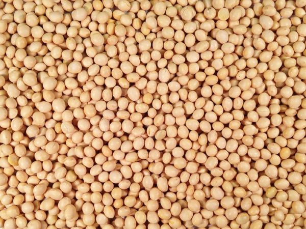 Organic Soya Beans