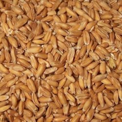 Organic Spelt Kernels