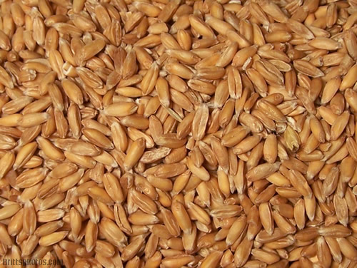 Organic Spelt Kernels