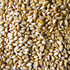 Pearled Soft Wheat