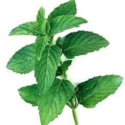 Peppermint Flavour Natural
