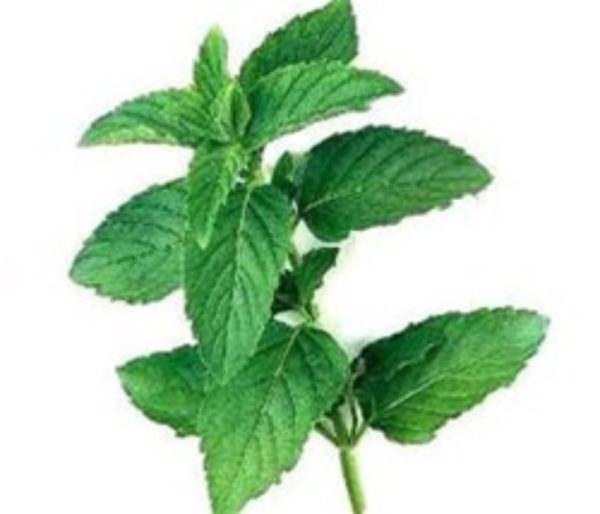 Peppermint Flavour Natural