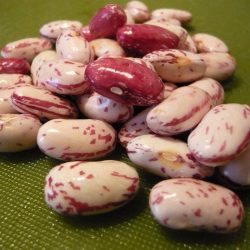 Romano (Cranberry) Beans