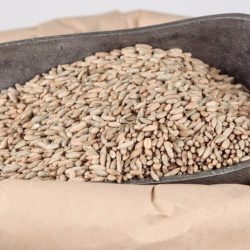 Rye Kernels