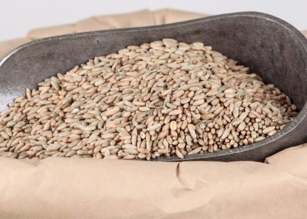 Rye Kernels