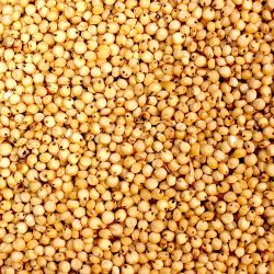 Sorghum White - Milo