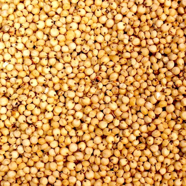 Sorghum White - Milo