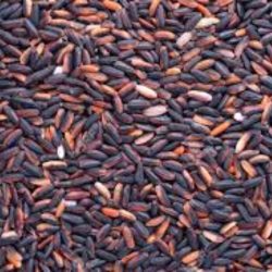 Sweet Rice Black
