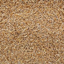 Triticale Kernels