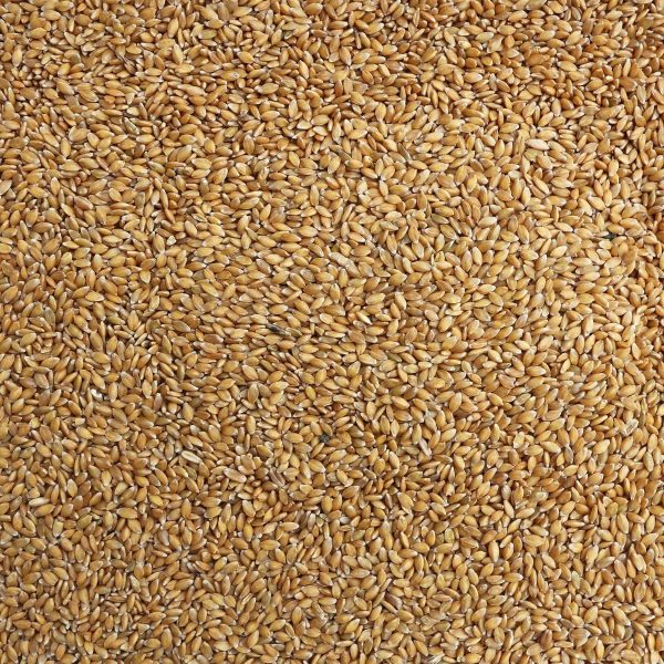 Organic Whole Wheat Hi-Rise Flour Stone Ground