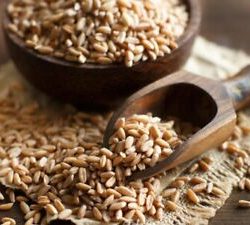 Whole Wheat 5 Grain Pancake Mix