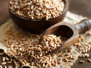 Whole Wheat 5 Grain Pancake Mix