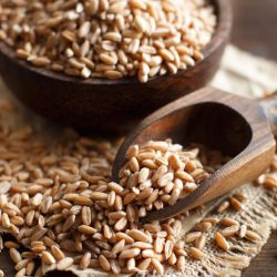 Whole Wheat Grain Pro Hi-Rise