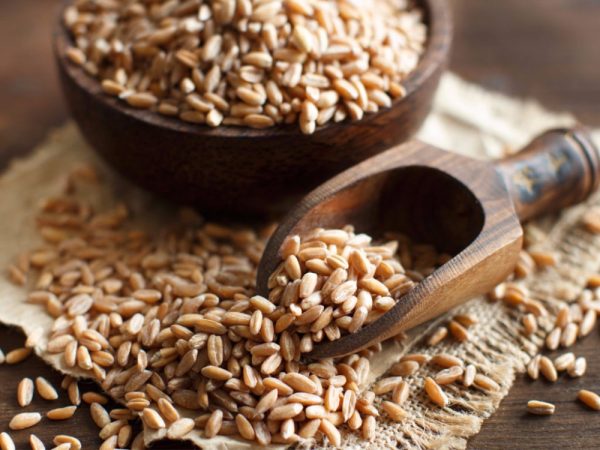 Whole Wheat Grain Pro Hi-Rise