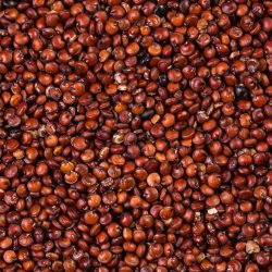 Red Quinoa Grains
