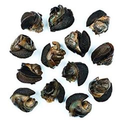 Very Large Snails
