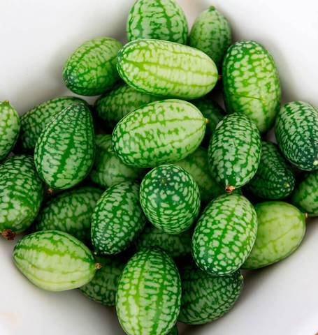 Sour Gherkins