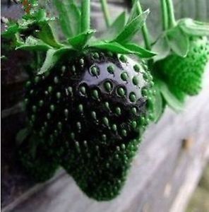 Torroncini Box-Strawberry-Exotic