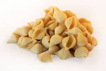 Baby Shells